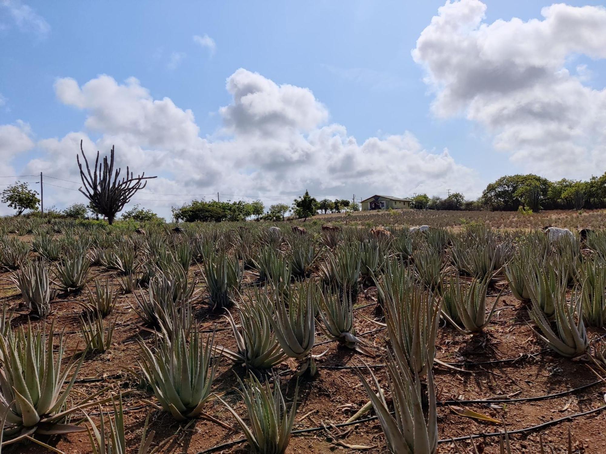 Royal Palm Resort Curacao Geweldig Zeezicht Willemstad Esterno foto